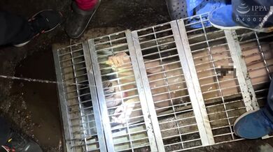 OMHD-018 【성처리】하수관 소녀 《오줌, 체액, 물을 입에 쏟아 붓는 즙 레○프》내 하수가 익사한 소녀의 몸을 돌고 돌고 돌고 돌고 돌고 돌고 돌고 돌고 돌고 돌고 돌고 돌고 돌고 돌고 돌고. 花狩まい